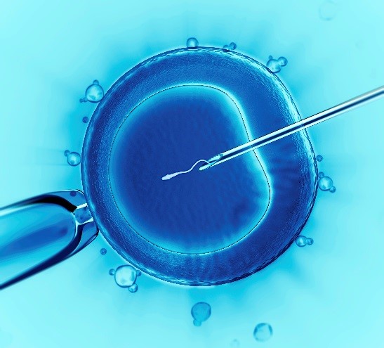 invitrofertilization invitrofertilization
